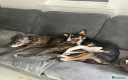 Miniature Bull terrier dogs for sale: Miniature bull terrier  - Image 2