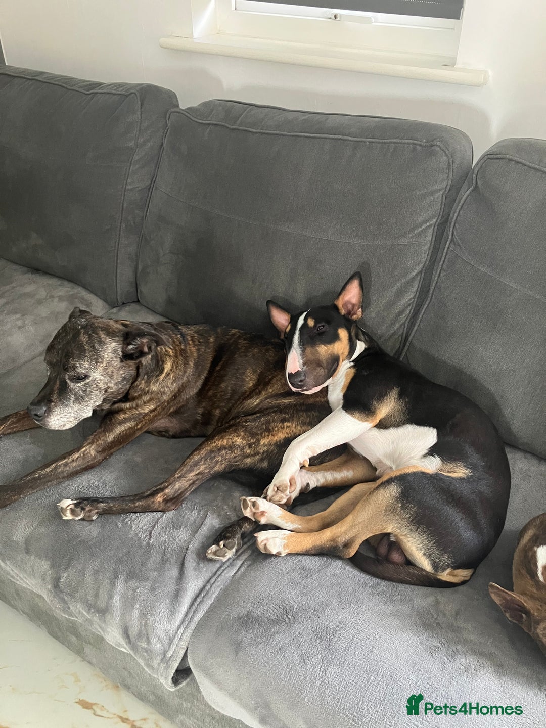 Miniature Bull terrier dogs for sale: Miniature bull terrier  - Image 2