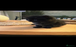 Mixed Breed cats for sale: Mixed black female kittens  - Image 9