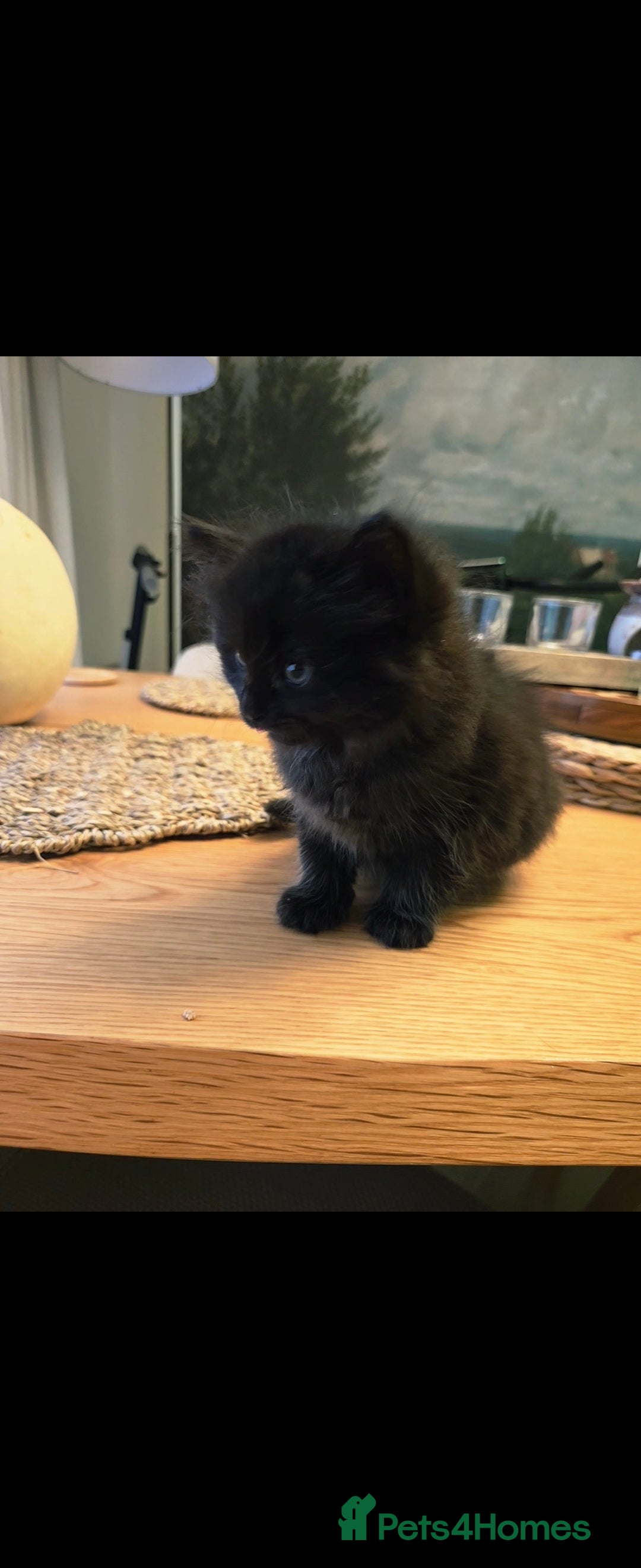 Mixed Breed cats for sale: Mixed black female kittens  - Image 9