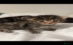 British Shorthair cats for sale: British shorthair, Russian blue and Persian mix   - Image 10