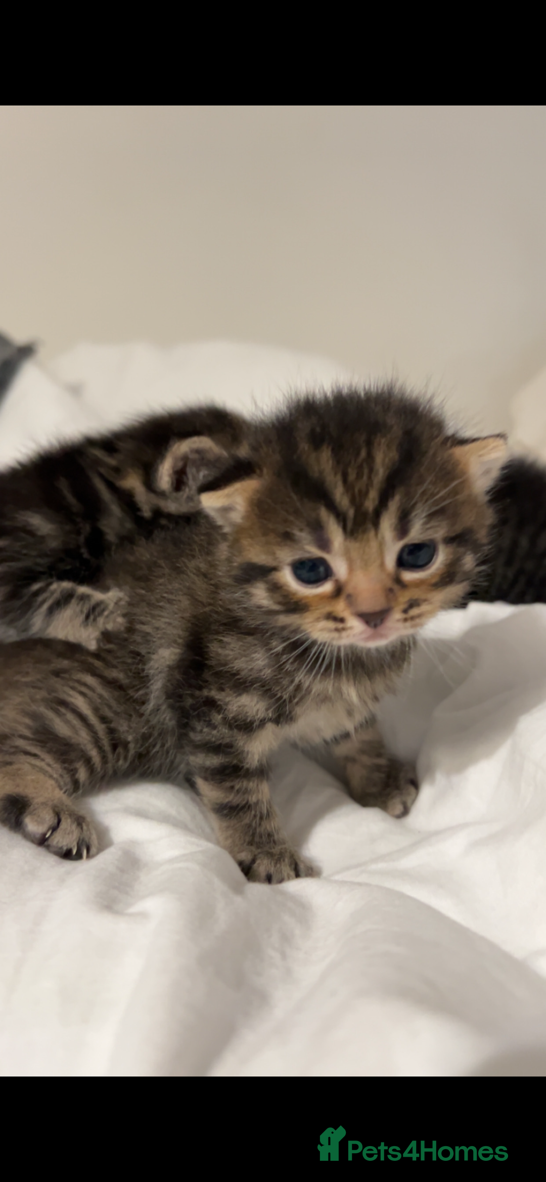 British Shorthair cats for sale: British shorthair, Russian blue and Persian mix   - Image 10