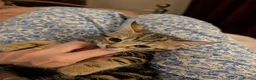 Domestic Shorthair cats for sale: READY TO LEAVE NOW🩵🩷 - Advert 5