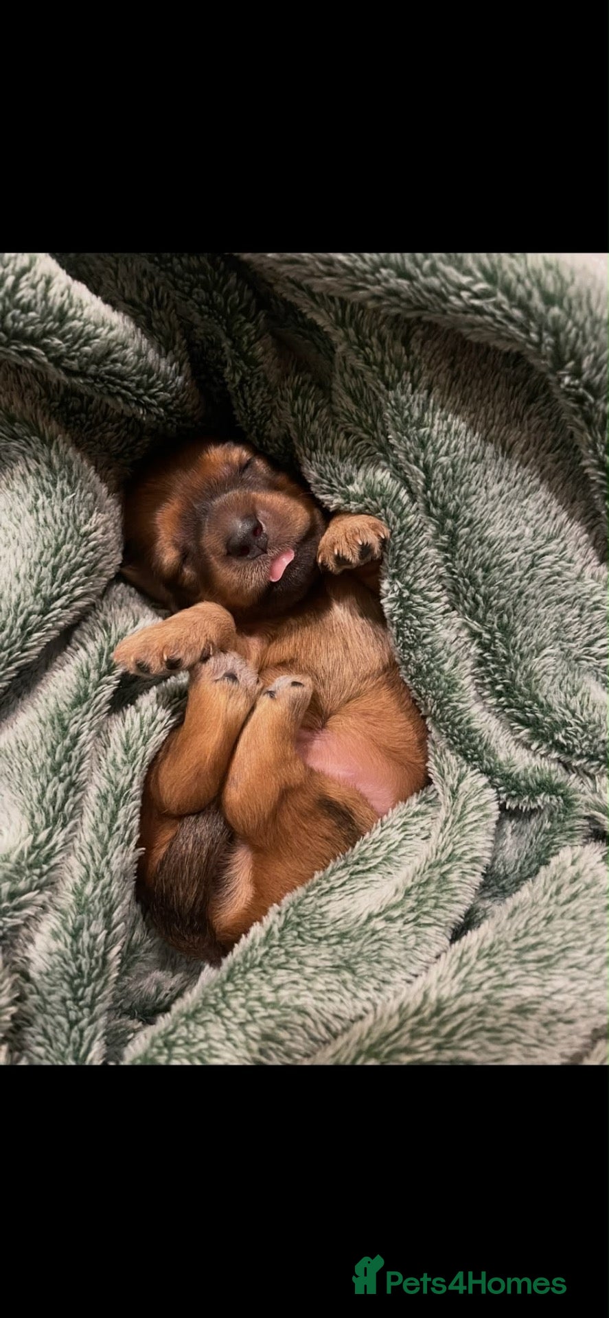 Miniature Dachshund dogs Gorgeous miniature Dachshund puppies-family raised - Advert 1