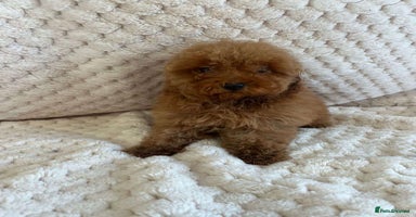 Toy Poodle dogs - Advert 2