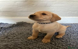 Labrador Retriever dogs for sale: Labrador Retriever – KC Registered - Image 6