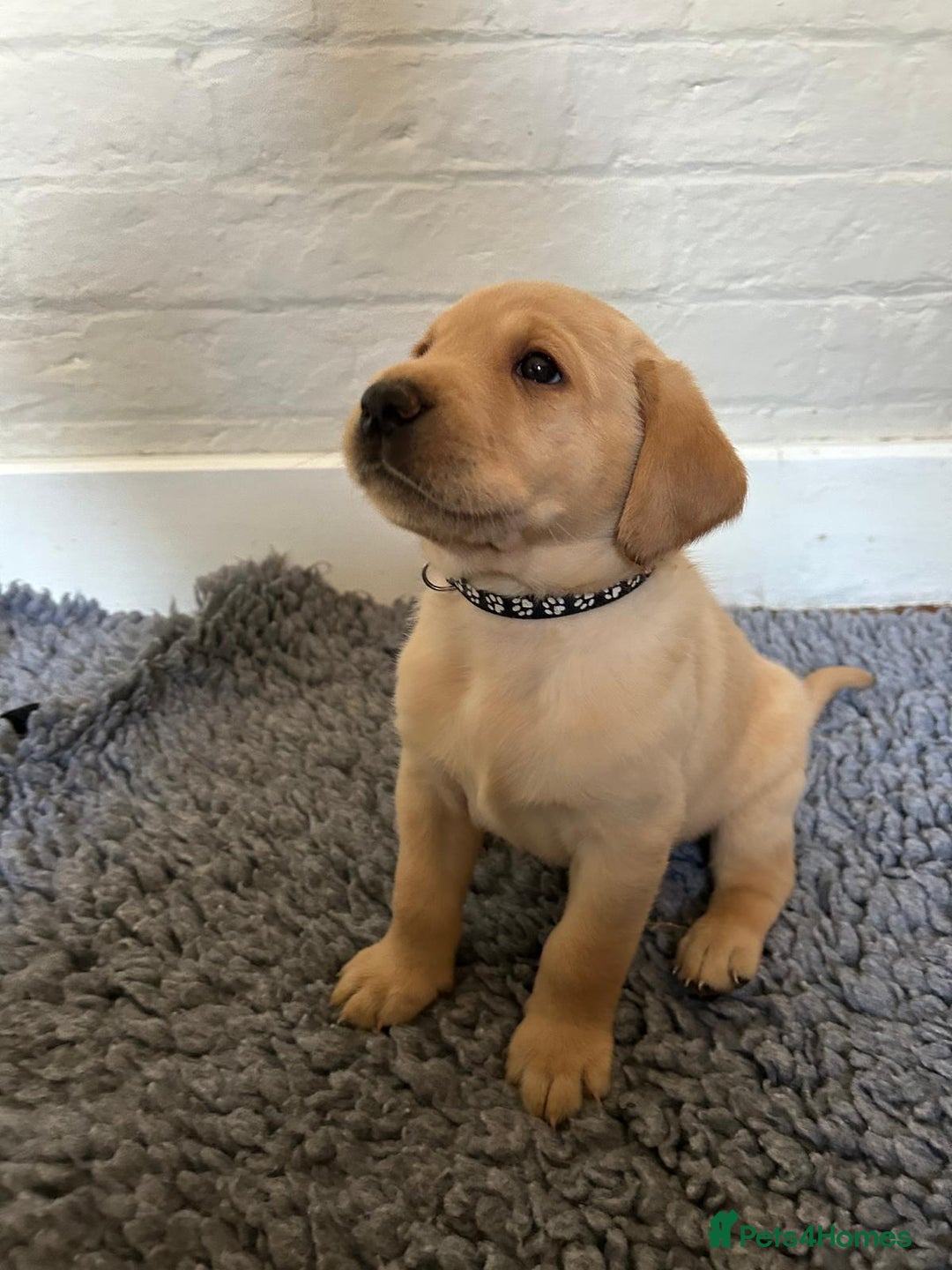 Labrador Retriever dogs for sale: Labrador Retriever – KC Registered - Image 6