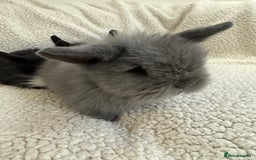 Angora rabbits for sale: Teddy bear bunnies  - Advert 4
