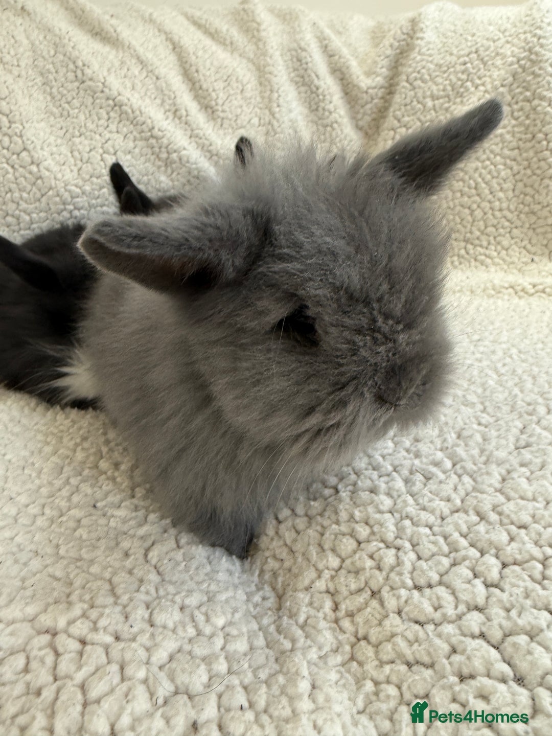 Angora rabbits for sale: Teddy bear bunnies  - Advert 4