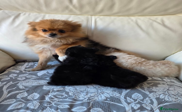 Pomeranian dogs Russian Teddy Bear Pomeranians  - Advert 1