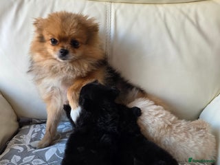 Pomeranian dogs Russian Teddy Bear Pomeranians - Advert 1