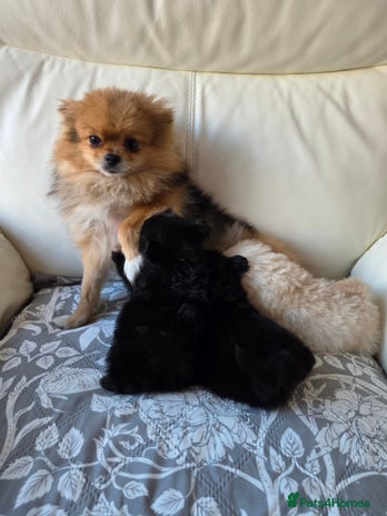 Pomeranian dogs Russian Teddy Bear Pomeranians - Advert 1