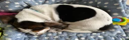 Basset Hound dogs for sale: Basset Hound Puppies - Advert 9