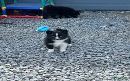 Pomsky dogs for sale: Adorable small f3 Pomsky puppies for sale  - Image 28