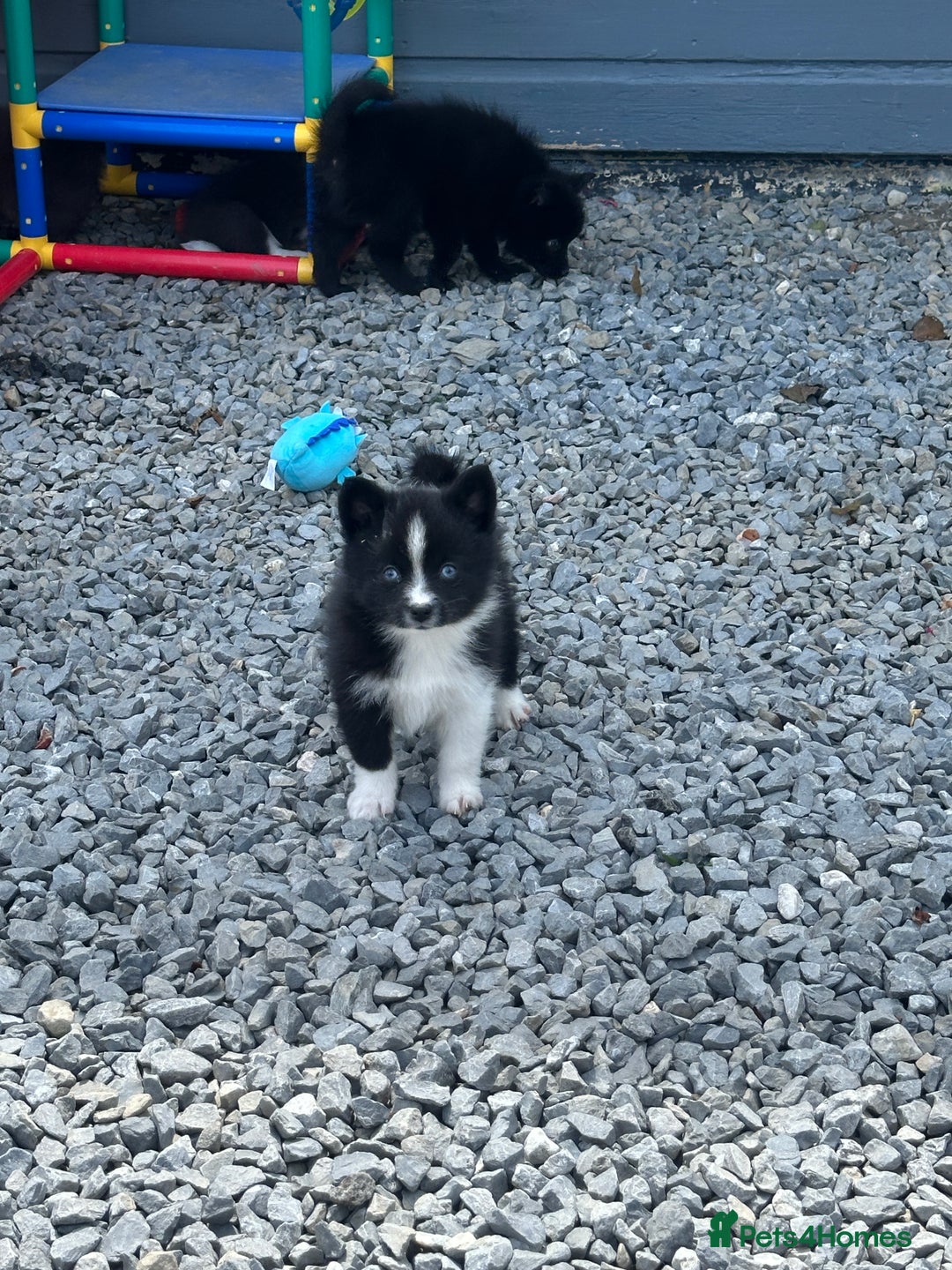 Pomsky dogs for sale: Adorable small f3 Pomsky puppies for sale  - Image 28