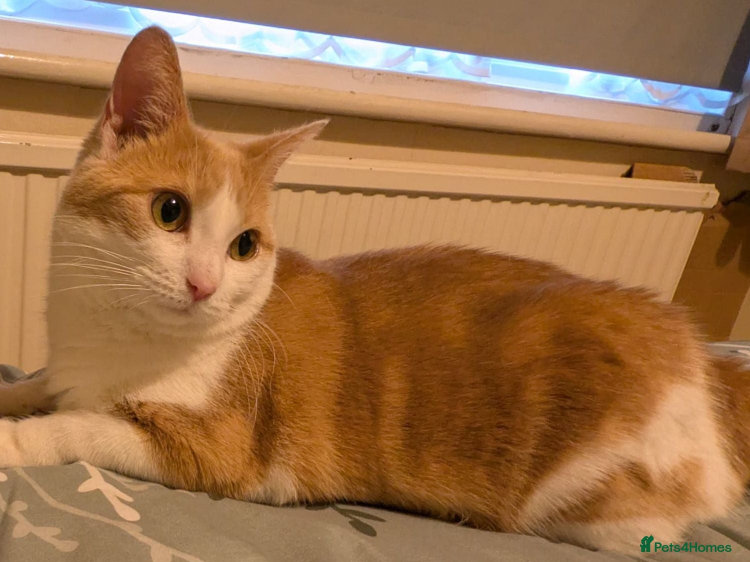 Mixed Breed cats DSH Ginger Female called Astrid - Advert 1