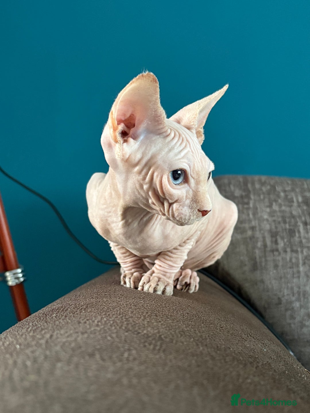 Sphynx cats for sale: Hairless kittens sphinx - Image 12