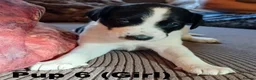 Lurcher dogs for sale: Soppy Bedlington Whippet lurcher puppies  - Advert 39