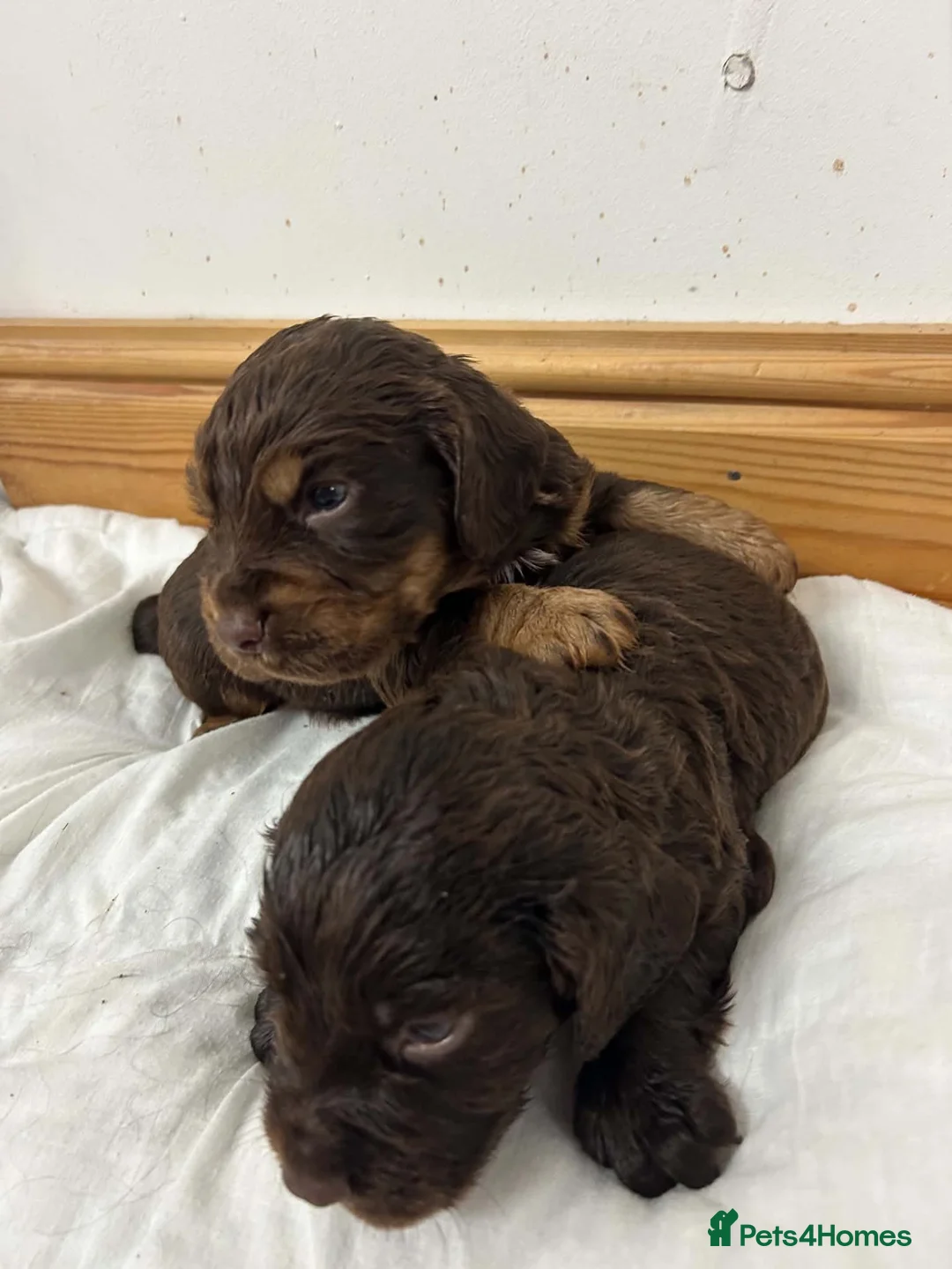 Cocker Spaniel dogs for sale: 🐾 GORGEOUS COCKER SPANIEL PUPPIES 🐾 - Advert 30