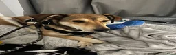 Mixed Breed dogs for adoption: Meet Barney, currently residing in Cheshire  in Nantwich - Advert 14