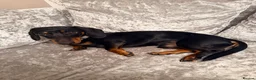 Dachshund dogs for sale: Dachshund 1 year 10 months Male  in Witham - Advert 3