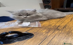 British Longhair cats for sale: British longhair ready for home in Watford - Image 32