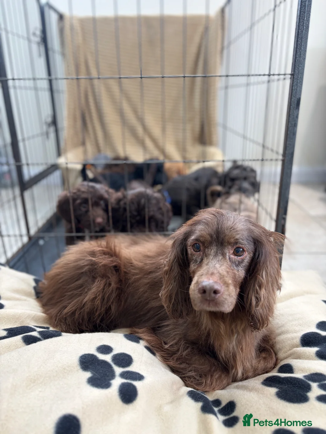Cockapoo dogs for sale: Beautiful Cockapoo Puppies  - Advert 16