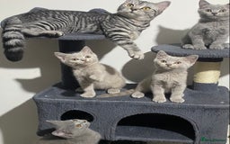 British Shorthair cats for sale: ✨Pure bred  chunky British shorthairs ✨ - Image 11