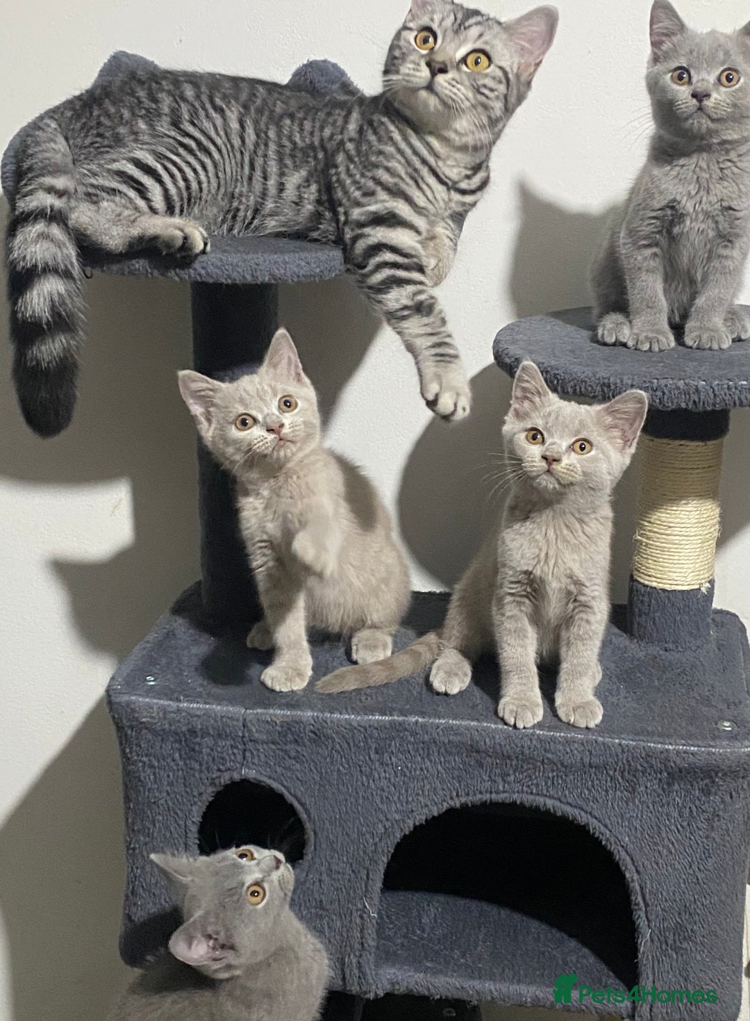 British Shorthair cats for sale: ✨Pure bred  chunky British shorthairs ✨ - Image 11