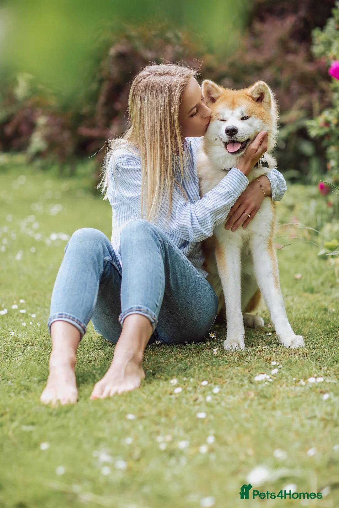 Japanese Akita Inu dogs for sale:  Japanese Akita Inu Puppies – Red Fawn - Advert 8