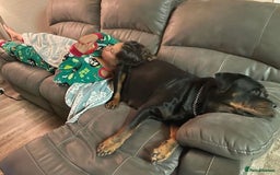 Rottweiler dogs for sale: 🐾 Beautiful Rottweiler Puppies Ready🐾 - Image 6