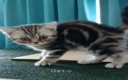 British Shorthair cats for sale: Bsh .Silver Classic Tabby .GCCF. - Image 6