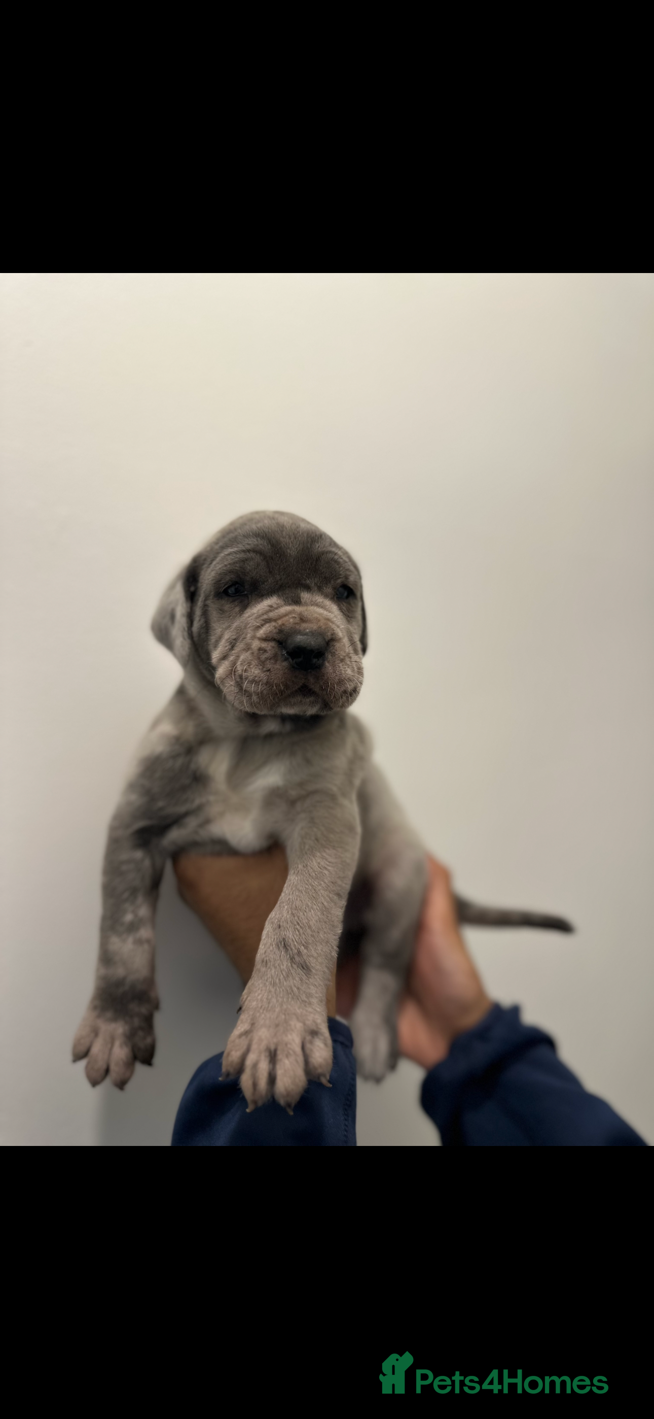 Cane Corso dogs Top Bloodline Cane Corsos - Advert 16