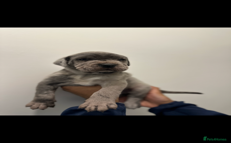 Cane Corso dogs Top Bloodline Cane Corsos - Advert 7