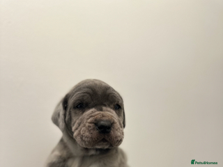 Cane Corso dogs Top Bloodline Cane Corsos - Advert 1