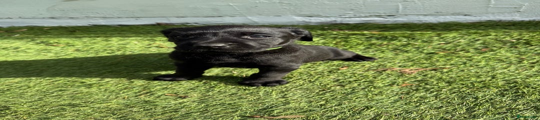 Labrador Retriever Puppy 6