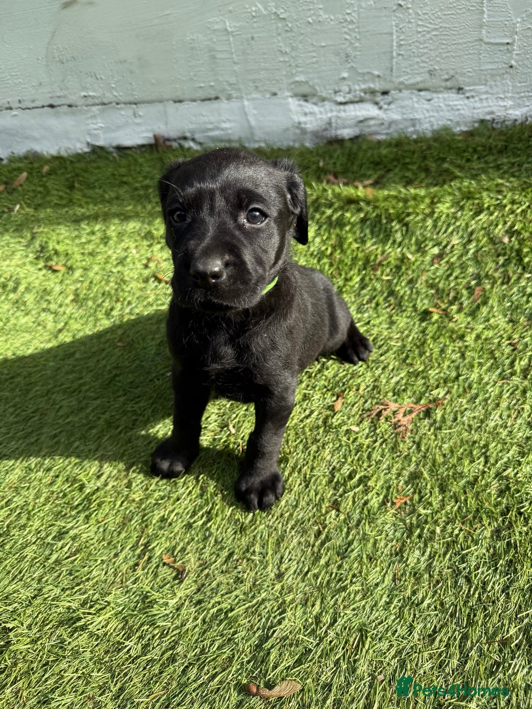 Labrador Retriever dogs for sale: Black pedigree Labradors only 3 girls available  - Image 25