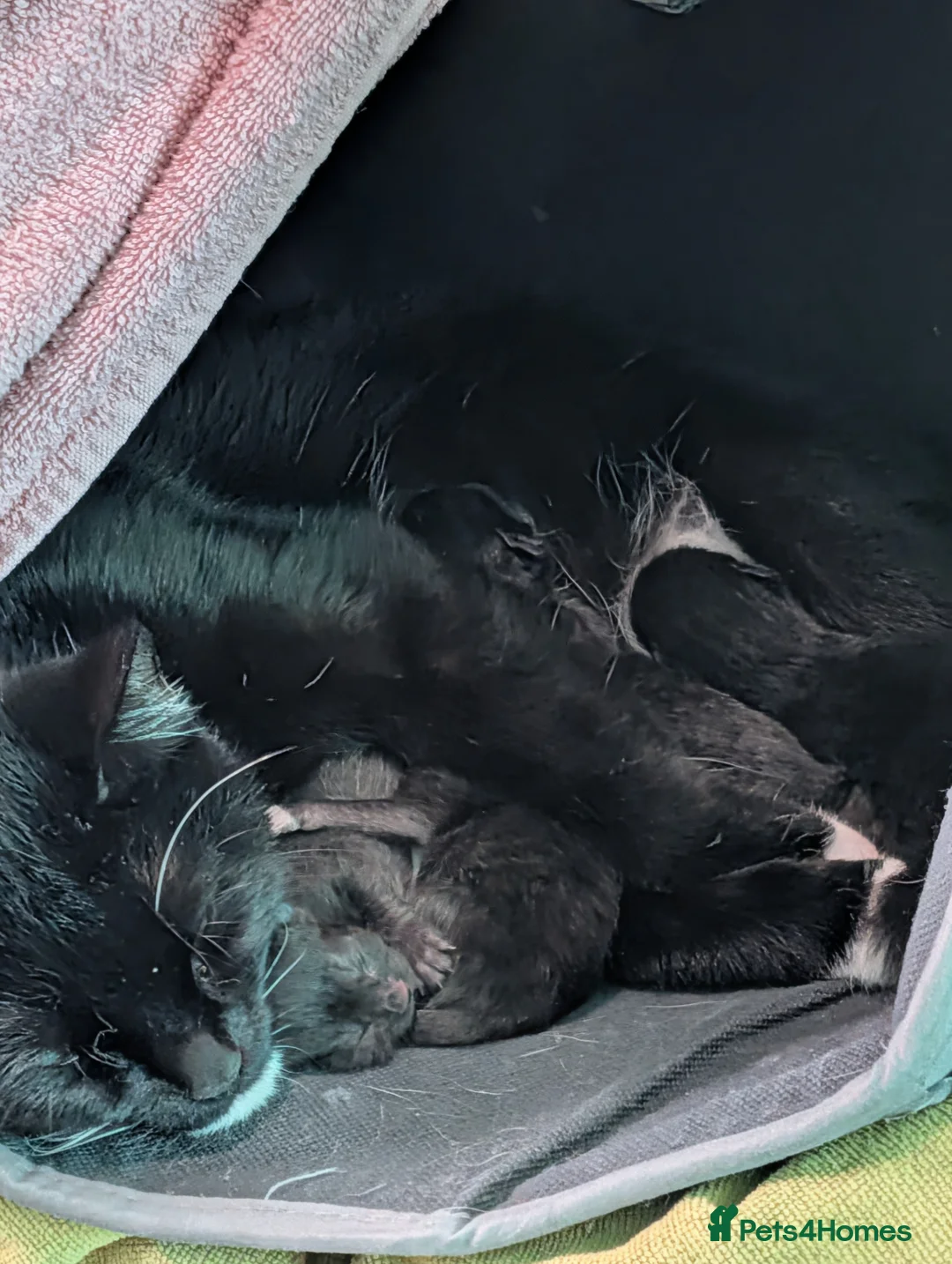 Domestic Shorthair cats for sale: Five kitten, 2 black, 3 tuxedo. Sexes not known - Advert 7