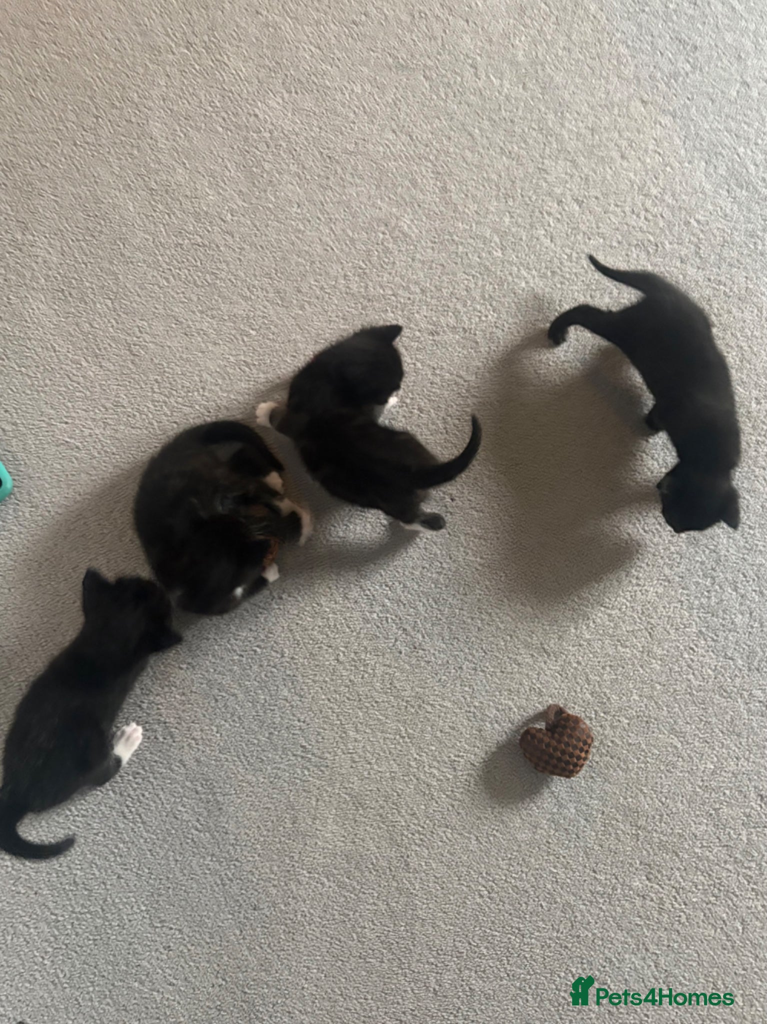 Domestic Shorthair cats 3 male black/grey kittens  - Advert 16