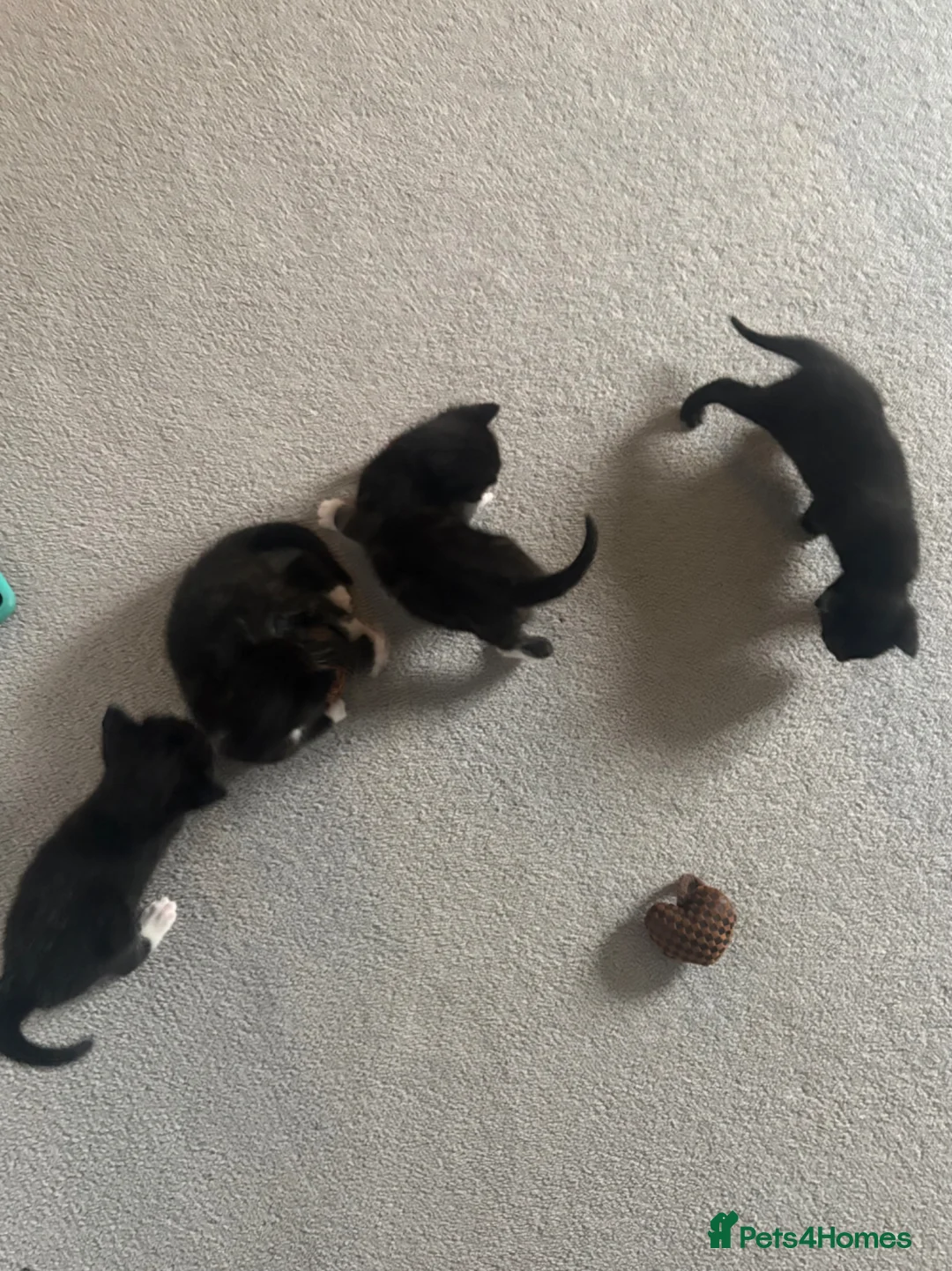 Domestic Shorthair cats for sale: 3 male black/grey kittens  - Advert 1
