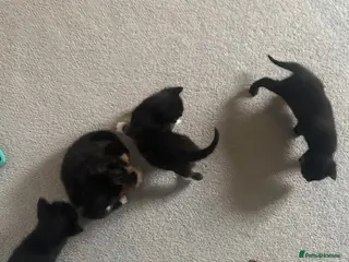 Domestic Shorthair cats 3 male black/grey kittens - Advert 16