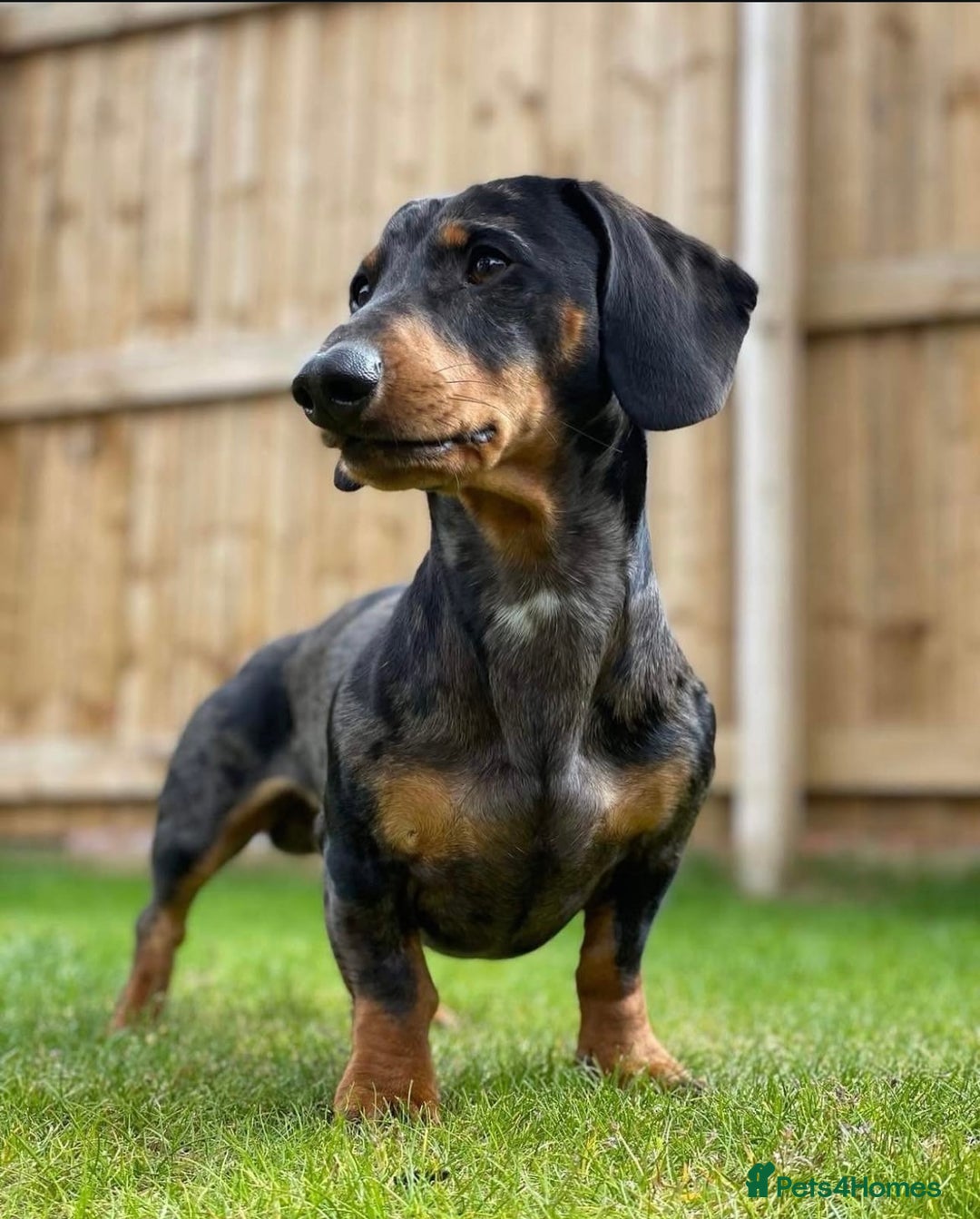 Dachshund dogs for stud: Dapple grey standard dachshund  - Image 1