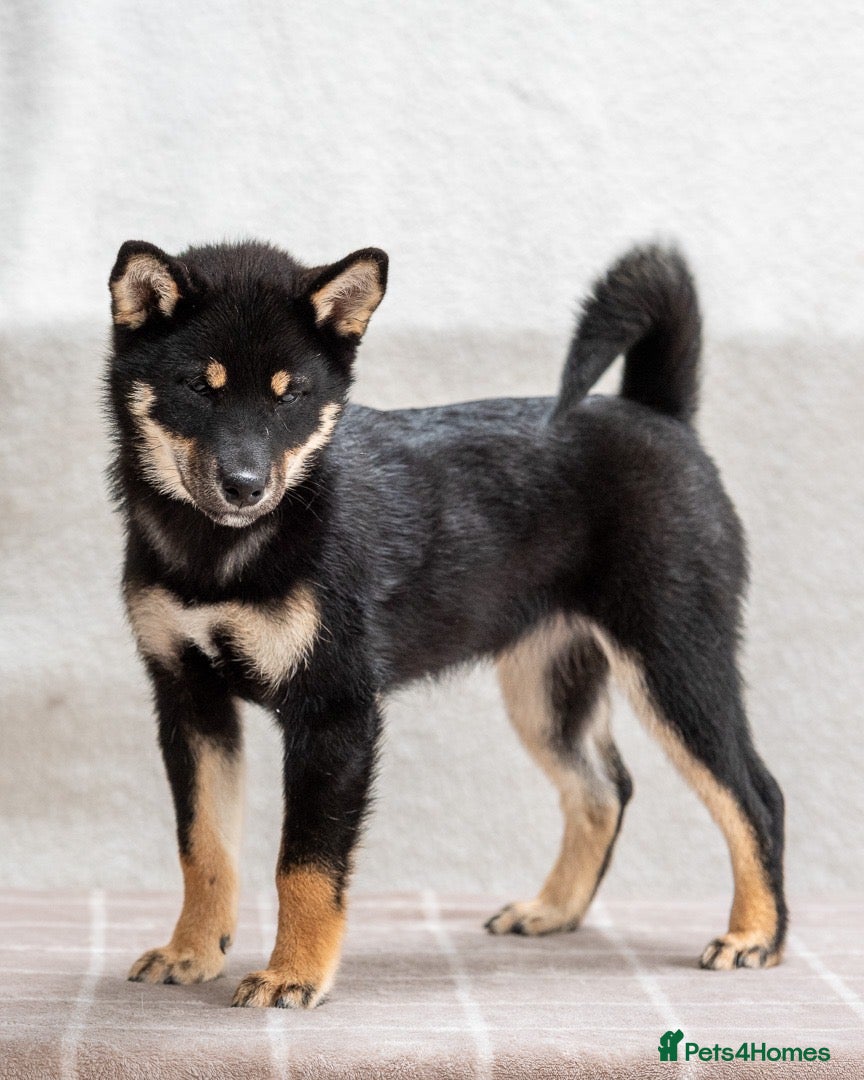 Japanese Shiba Inu dogs £1,500 – Japanese lines, parents’ pedigree copies - Advert 1