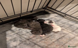 Mixed Breed cats for sale: Soft & Sweet Kittens 🩷💙 - Image 2