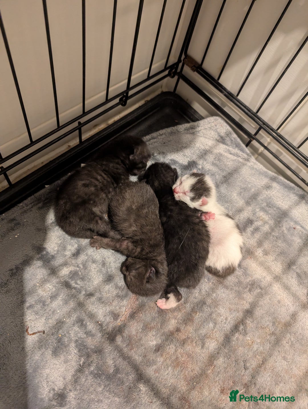 Mixed Breed cats for sale: Soft & Sweet Kittens 🩷💙 - Image 2