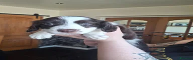Pepper