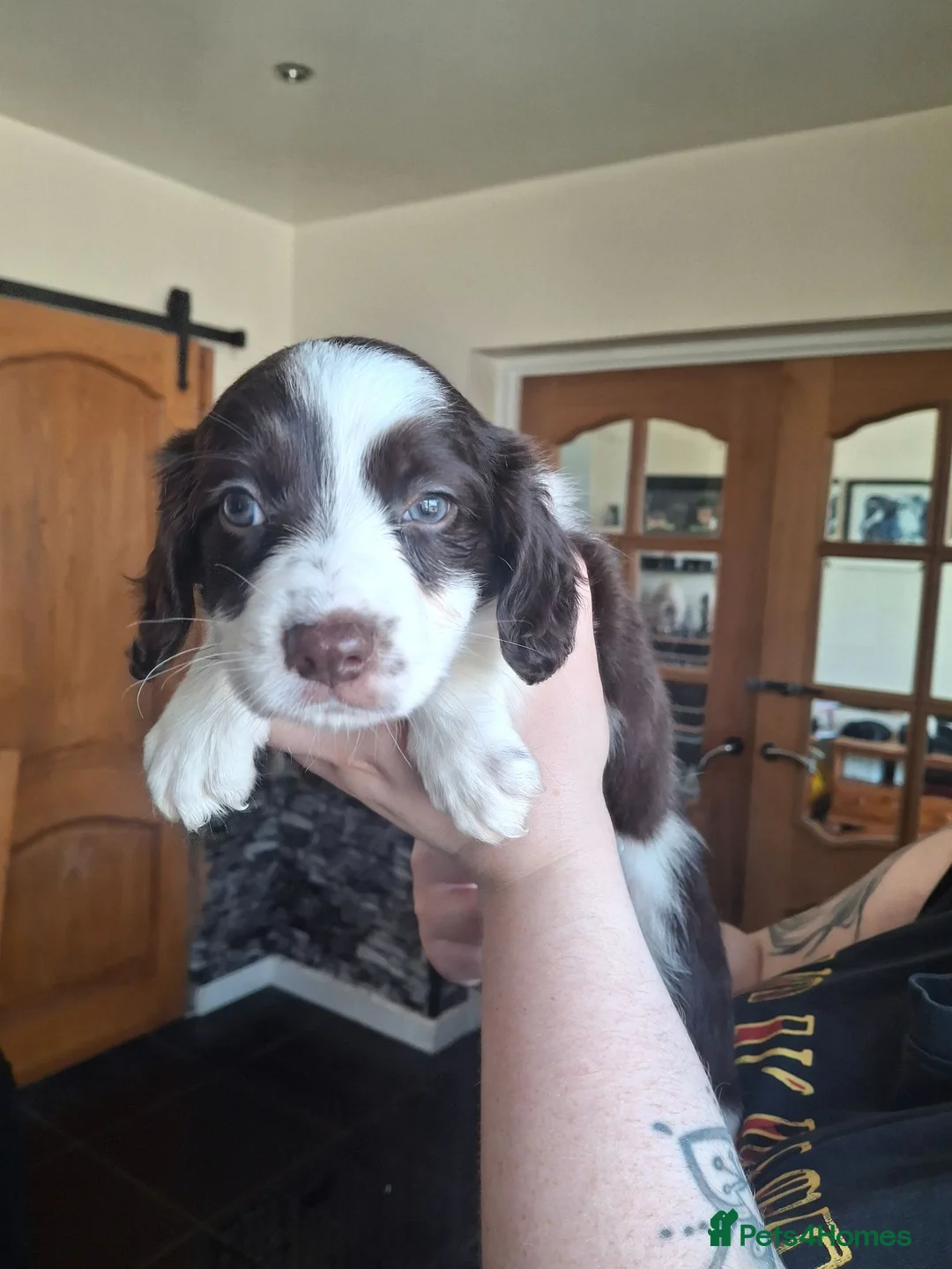 Mixed Breed dogs for sale: Kelpie cross spaniel pups - Advert 1
