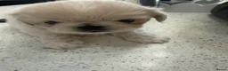 Pekingese dogs for sale: 🐾 Pekingese Puppies – Ready for Loving Homes 🐾 - Advert 5