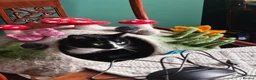 Asian cats for sale: Luna For Adoption  - Advert 6