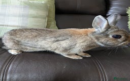 Netherland Dwarf rabbits for sale: Female rabbit  - Image 2